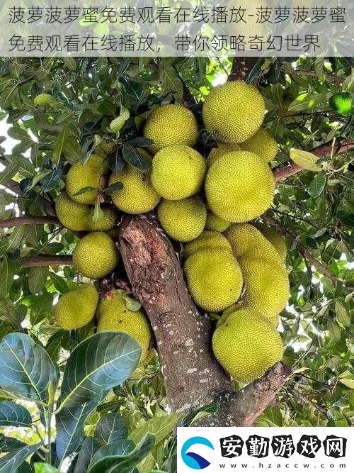 菠蘿菠蘿蜜免費(fèi)觀看在線播放菠蘿菠蘿蜜免費(fèi)觀看在線播放帶你領(lǐng)略奇幻世界