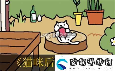 貓咪后院貓咪禮物翻譯