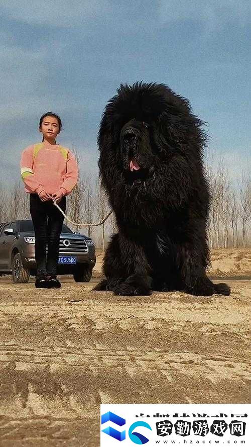 震驚藏獒為何會吃主人