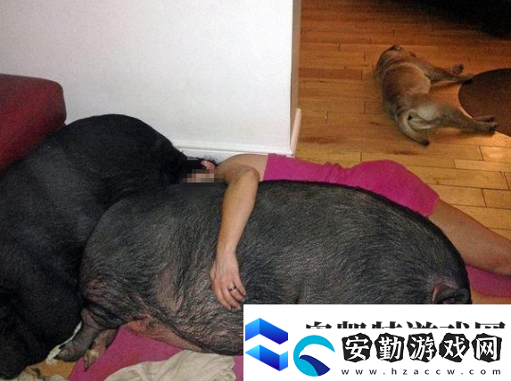 高清人和豬又細(xì)又長(zhǎng)像鉆頭