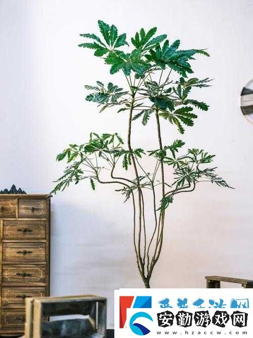 原神孔雀木獲取攻略揭秘！輕松拿到這朵絢麗精靈花