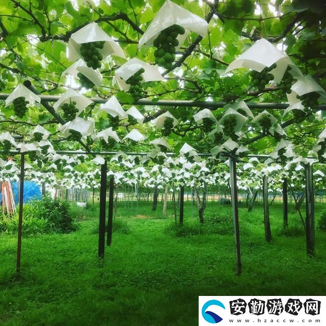 探索日本一產(chǎn)區(qū)與二產(chǎn)區(qū)葡萄的獨特魅力