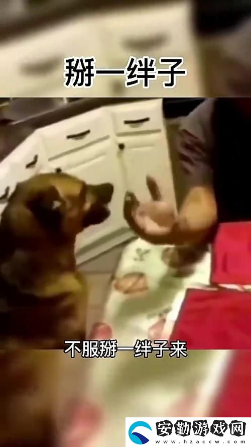 觀看人狗大戰(zhàn)2免費(fèi)觀看正版帶你體驗(yàn)動(dòng)作與幽默的完美結(jié)合