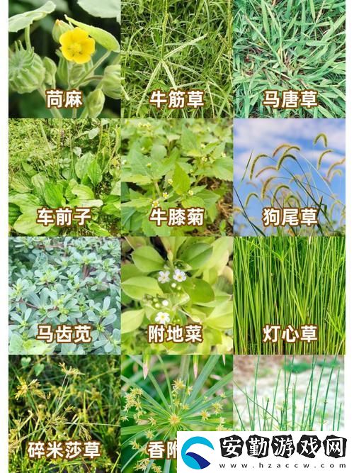 17草名字的文化與藥用價值探索