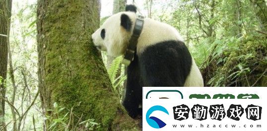 微博大熊貓會(huì)冬眠嗎