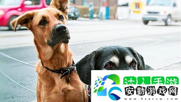 人狗大戰(zhàn)2高清正版免費揭秘